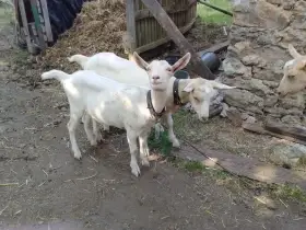Nabízím letošní kozičky