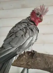 Kakadu růžový