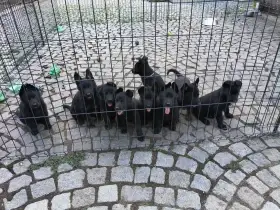 Štěňata německého ovčáka s průkazem původu (PP)
