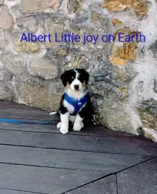 Štěňátka Miniaturního amerického ovčáka