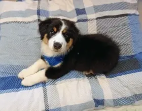 Albert