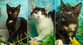 Hrom, Bouře a Vichřice k adopci