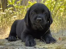 Štěňátka labradorského retrievera s PP