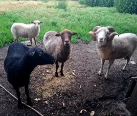 Ouessantské ovečky - chovná skupina