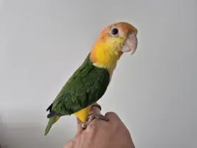 Amazonek bělobřichý