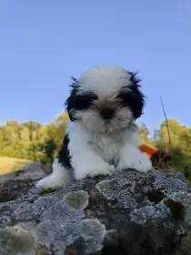 Štěňátka shih-tzu