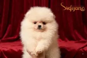 Pomeranian BOO medvídci, Štěňata Pomeranian Spitz