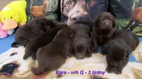 Čokoládový labrador