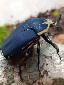 Mecynorrhina torquata ugadensis modrá