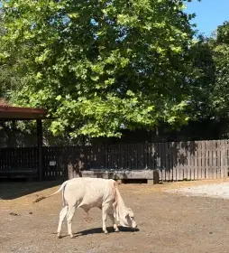 Zebu zakrslý - prodej loňského býčka