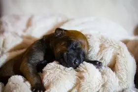 Rhodéský ridgeback s PP - štěňátka