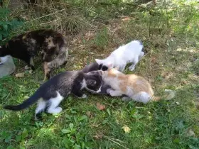 Darujeme krásná koťátka