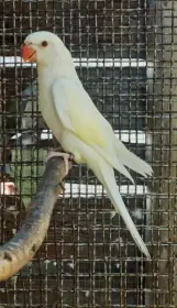 0,2 Cremeino , 1,0 Albino s DNA