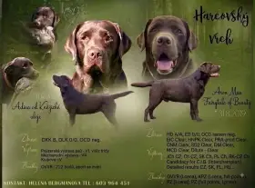 Čokoládová štěňatka Labradora s PP-očekáváme Září
