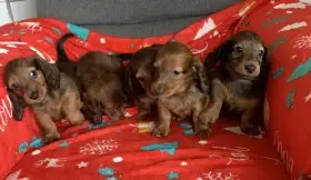 Jezevčík dlouhosrstý trpasličí/králičí červený
