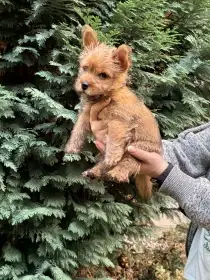 Norvičský teriér (Norwich terrier)