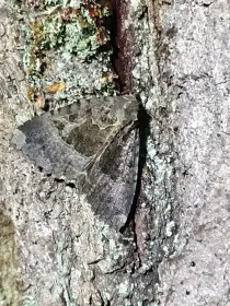 Mormo maura, (Blýskavka černopásá), vajíčka