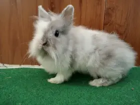 Zakrslá genová teddy samička