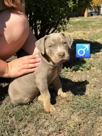 American bully xl