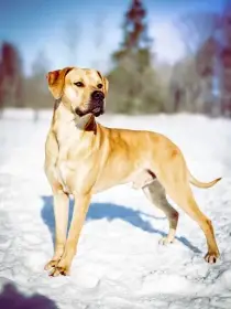 Velký kříženec dogy a amerického stafordšírského teriéra z cíleného chovu