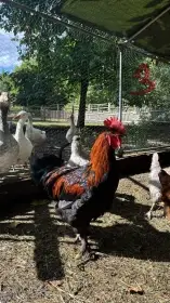 2 letošní Marans kohouti z opravdu tmavých vajec
