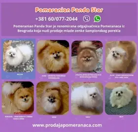 Chovatelská stanice pomeranianů nabízí k prodeji mladé fenky