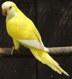 Mníšek šedý lutino