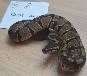 Krajta královská