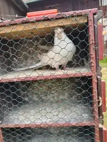 Prodám penant albino