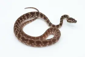 Morelia spilota ssp.