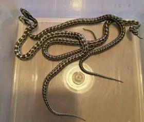 Zamenis situla