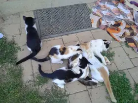 Darujeme krásná koťátka