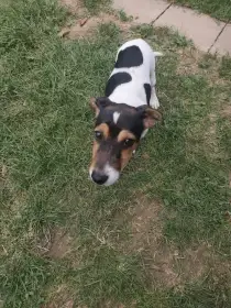 Jack Russell teriér