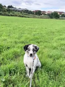 Australský ovčák exkluzivní Blue Merle pejsek