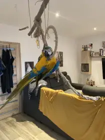 Ara Ararauna