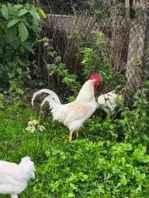 Kohouti do chovu
