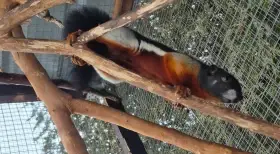 Veverka Prévostova (Callosciurus prevosti)