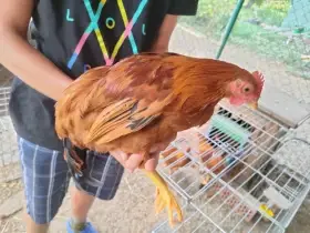 Prodám kohouty zdrobnělé hempšírky