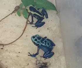 Dendrobates tinctorius Azureus a Nominat