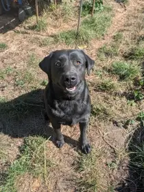 Daruji 3letou fenku černého labradora