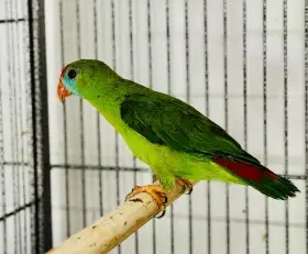 Loriculus philippensis ( camiguinensis ) 2024