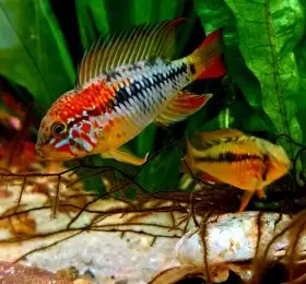 Cichlidka viejita (Apistogramma viejita) "Red Face"