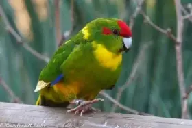 Kakariki