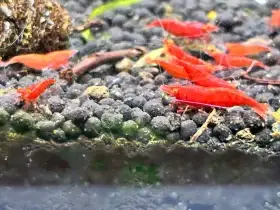 Neocaridina krevetka