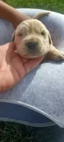 Šteniatka zlatý retriever