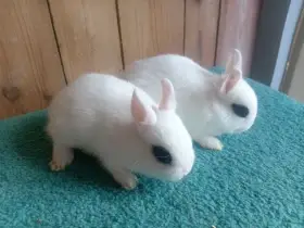 Zakrslý Hototský bílý - krásní mazlíčci do rodiny