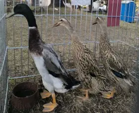 Indický běžec