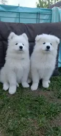 Samojed - štěňátka s PP