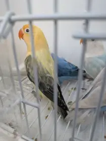 Agapornis fisherii