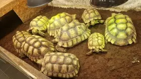 Geochelone sulcata zelva ostruhata